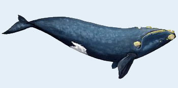 Baleine franche austral