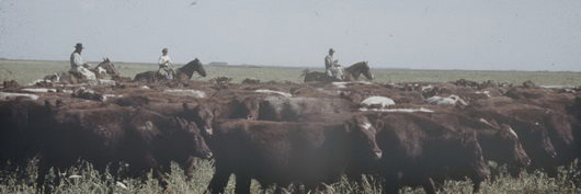 histoire de la viande argentine