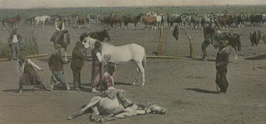 argentine gaucho