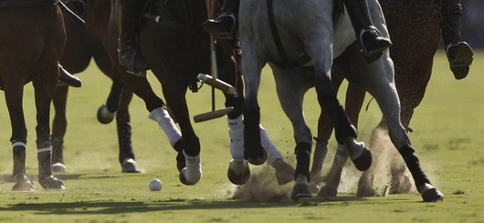 Cheval de polo argentine