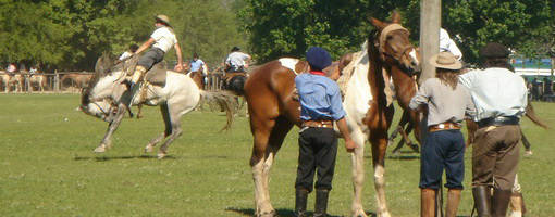 chevaux argentine
