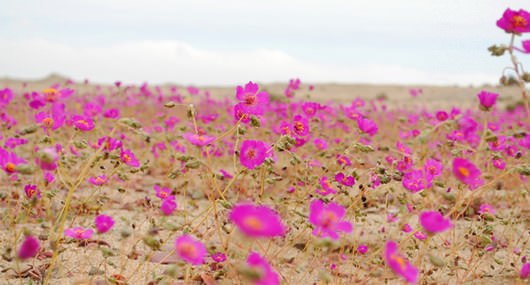 desert-atacama