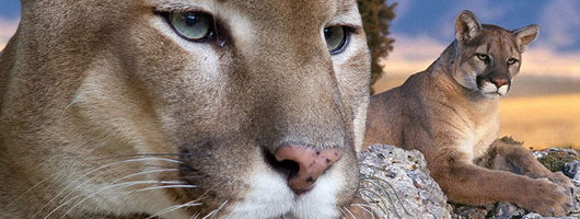 puma concolor