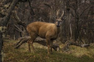 Huemul