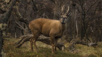 Huemul