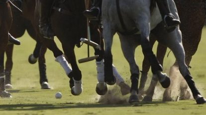 Cheval de polo argentine