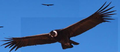 condor des andes