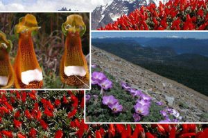 flore de patagonie
