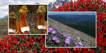 flore de patagonie