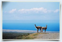 guanaco