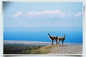 guanaco