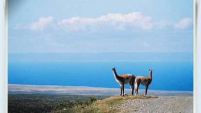 guanaco