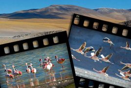 flamants roses