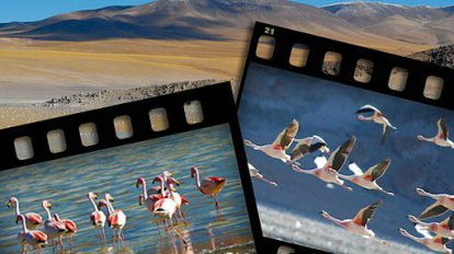 flamants roses