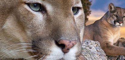puma concolor