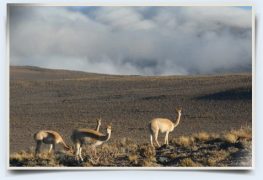vigogne vicuña