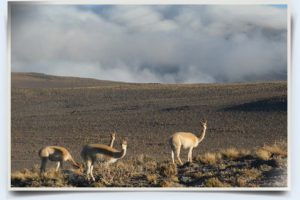 vigogne vicuña