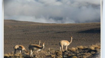 vigogne vicuña