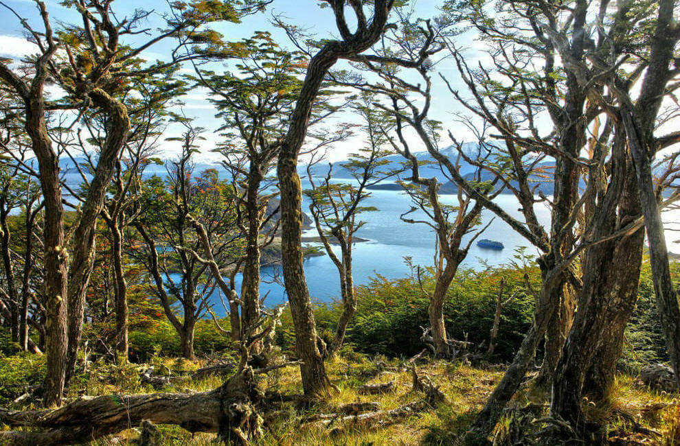 croisiere australis vu depuis la forêt du canal Beagle