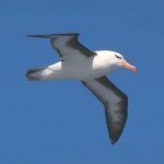albatros