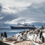 antarctique manchot