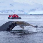 baleine-antarctique