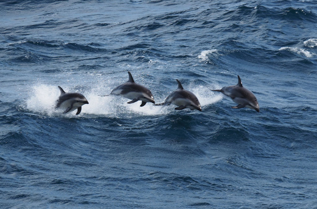 4 dauphins sautent hors de l'eau