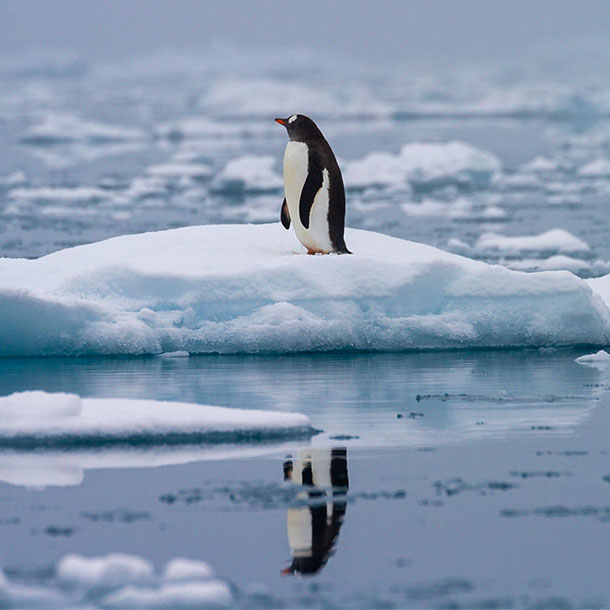 manchot papou sur une glace flottante