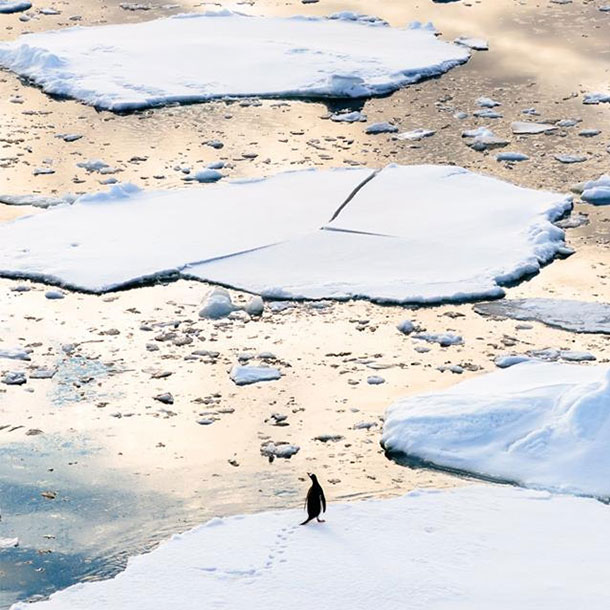 un manchot debout sur un iceberg