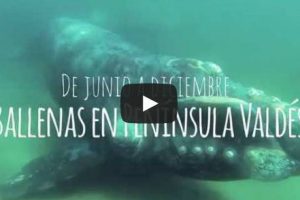baleine piramides