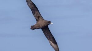 albatros sur le passage de Drake