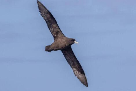 albatros sur le passage de Drake