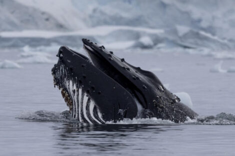 baleine à bosse