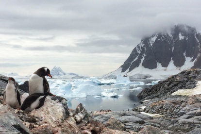 manchot et voilier en antarctique