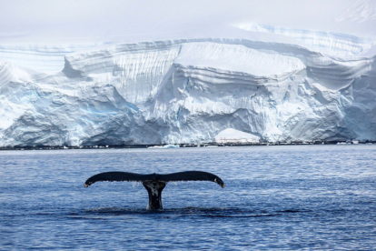 baleine et voilier en antarctique