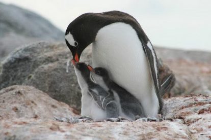 Esprit Equipe - Antarctique