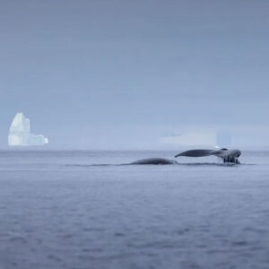baleines au cercle polaire entre les iceberg