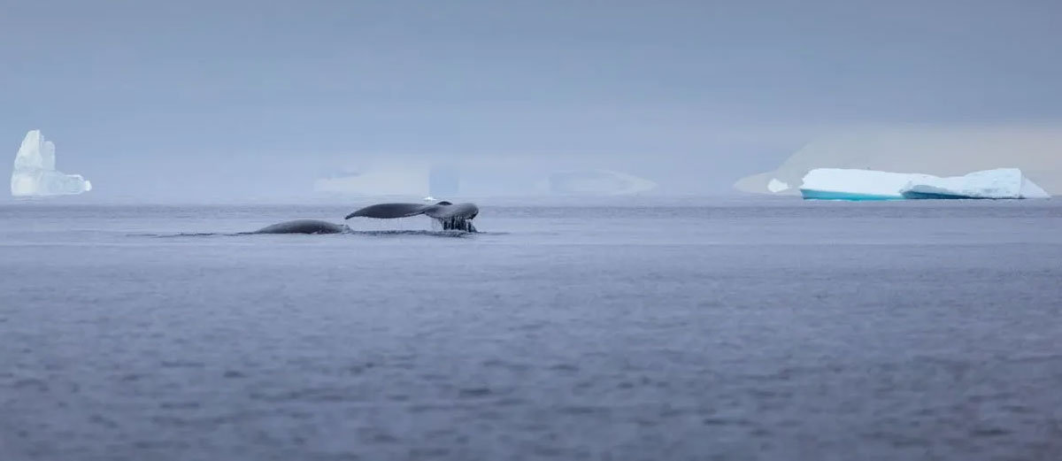 baleines au cercle polaire entre les iceberg