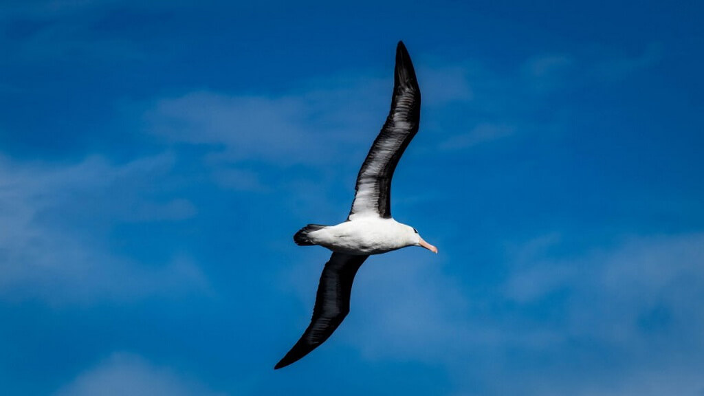 albatros dans le ciel