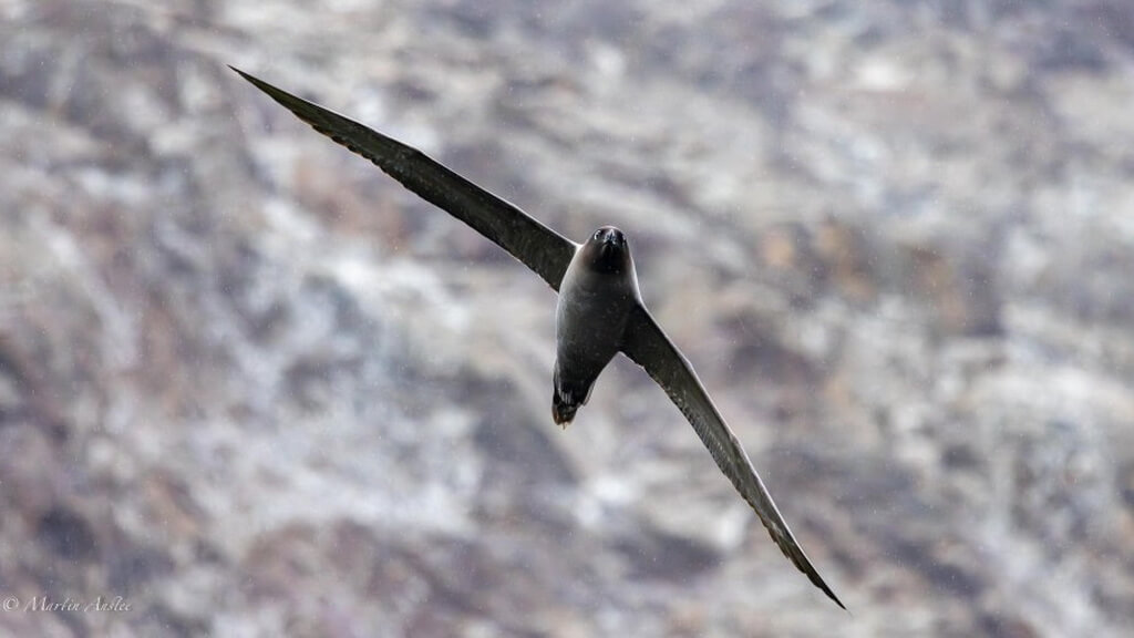 albatros brun en vol