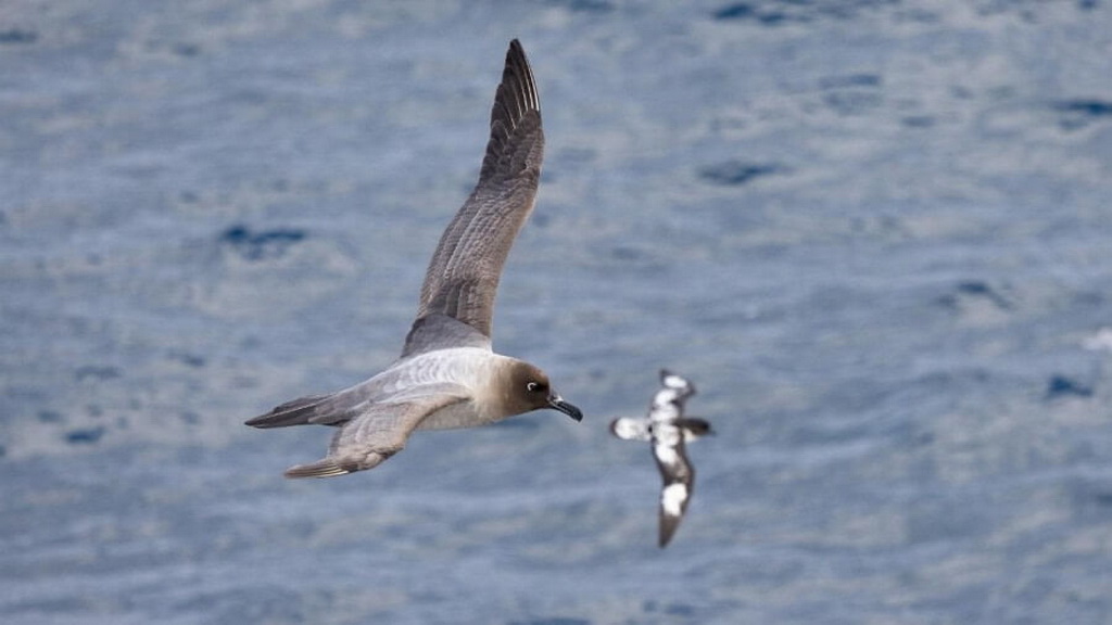 un albatros vole avec un damier du cap