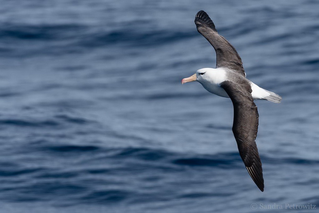 grand albatros en vol au dessus de l'océan