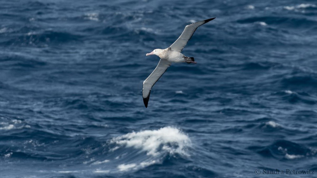 albatros surfant les vagues