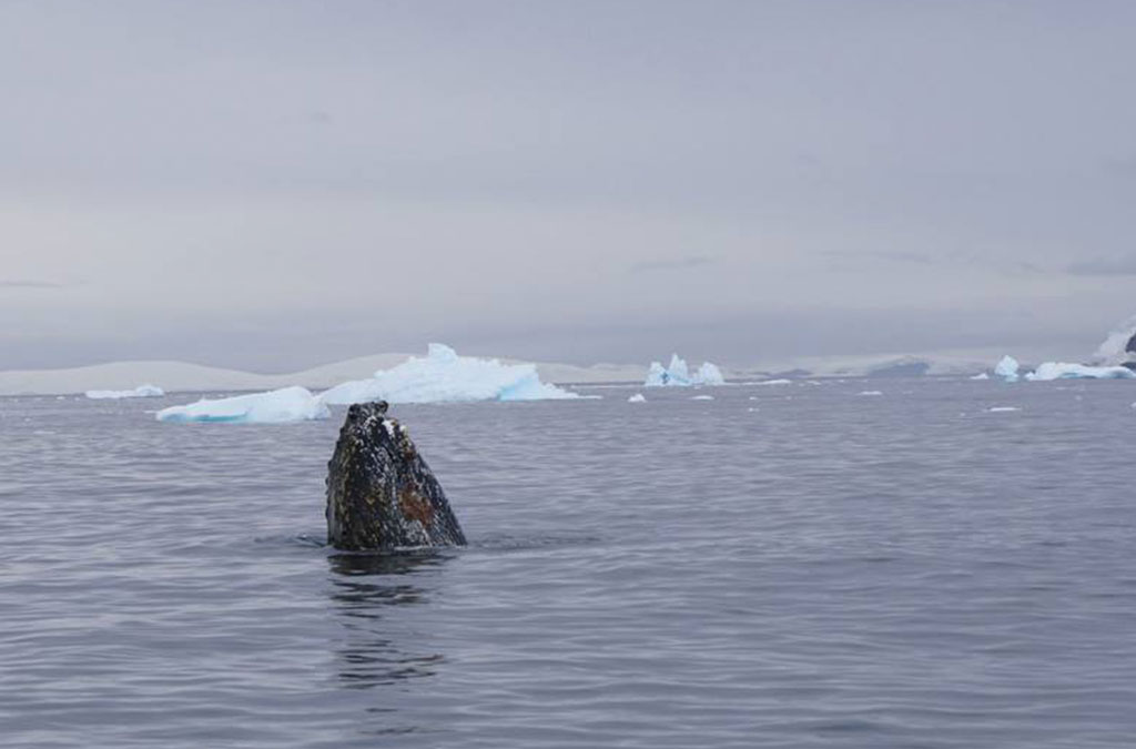 une baleine à bosse respire la tête hors de l'eau