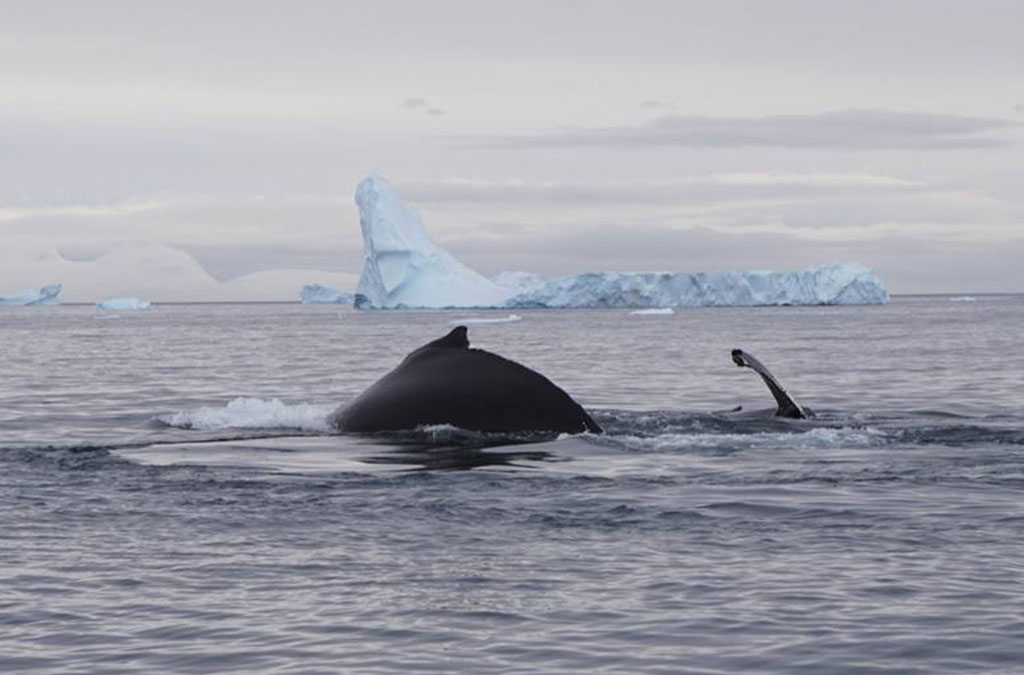 un e baleine à bosse montre son dos