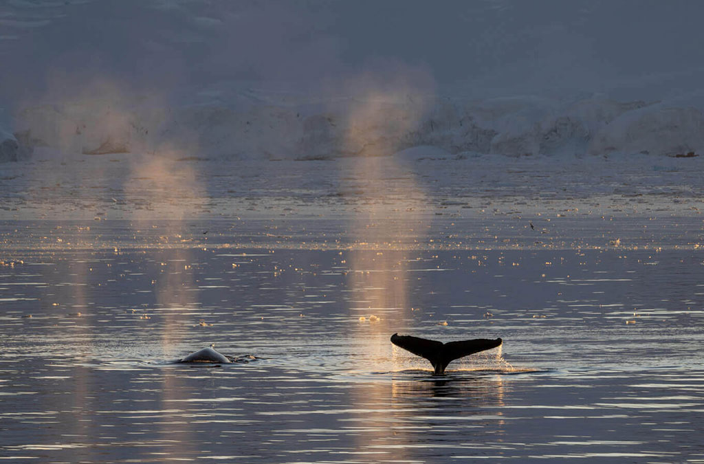 le souffle des baleines en contre jours