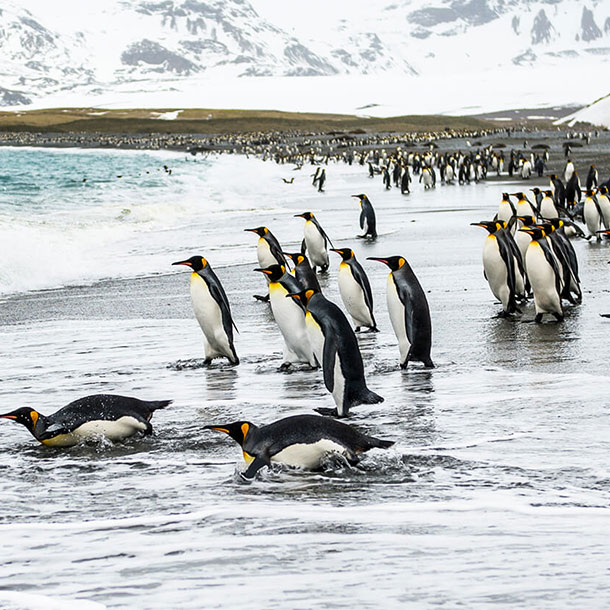 des manchots royaux sur la plage se jettent dans l'eau