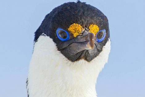 cormoran yeux bleus