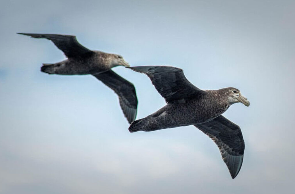 couple de petrel en vol