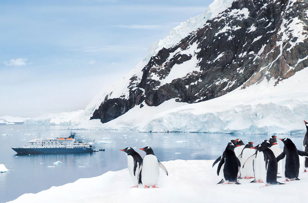 un groupe de manchots regardent le bateau de puis les hauteurs